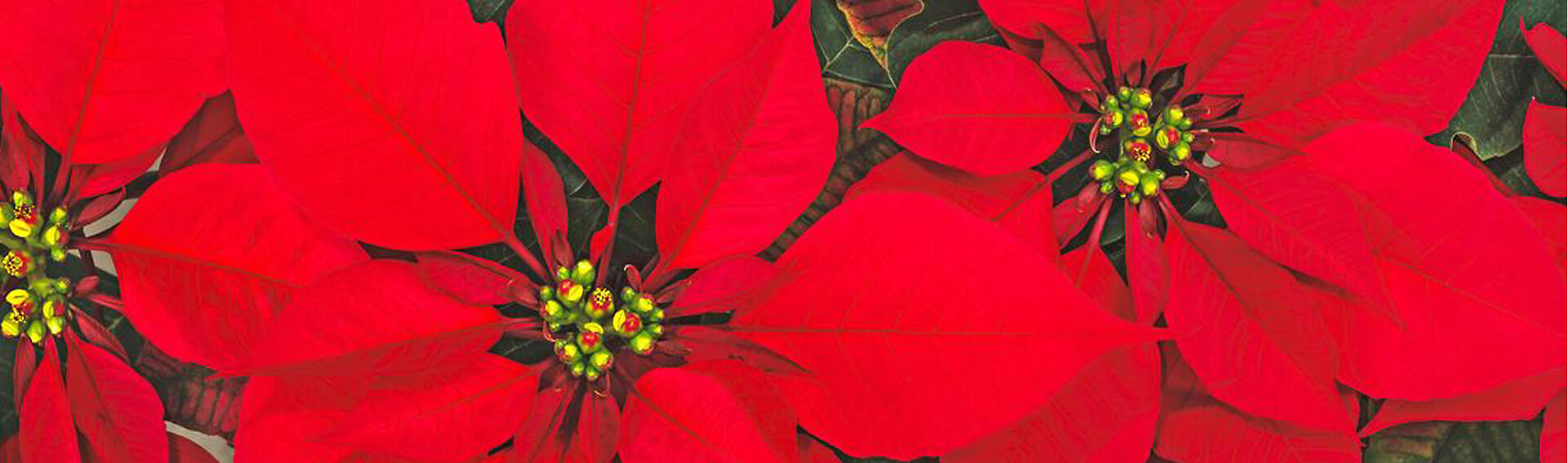 Poinsettias